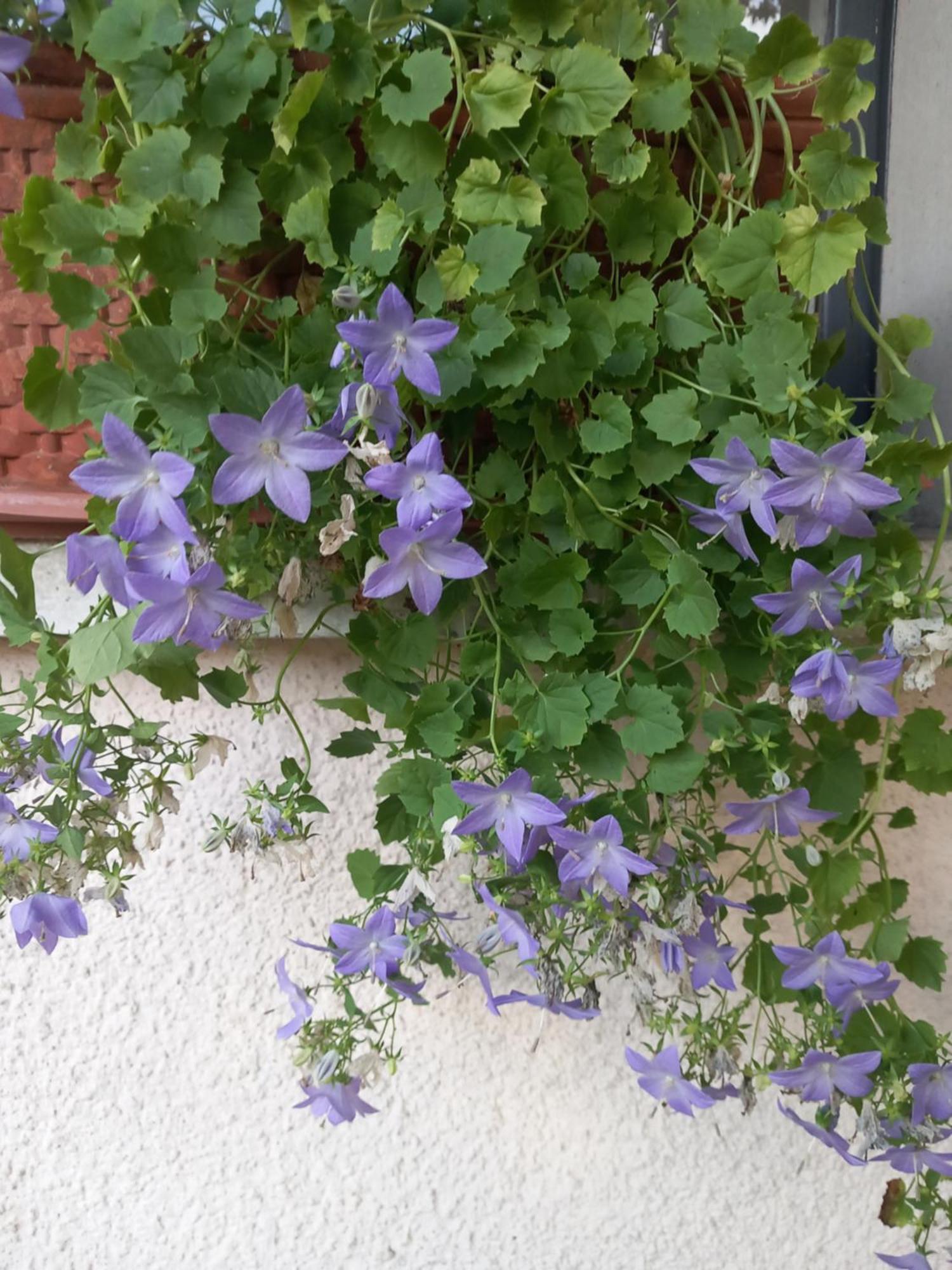 La Casa Di Tina - Civenna Villa Kültér fotó
